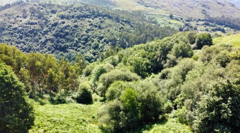 Asturias - Ribadesella - 26000m2