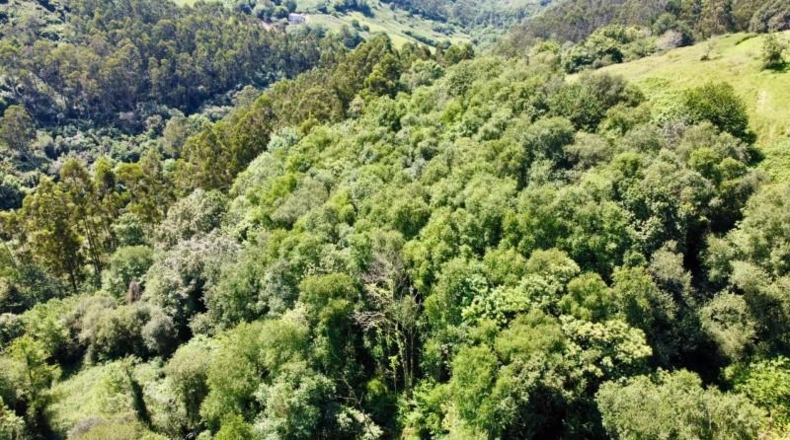 Asturias - Ribadesella - 26000m2