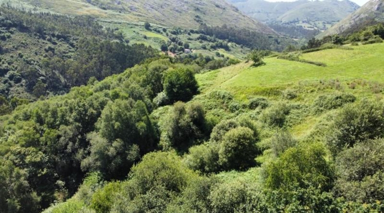 Asturias - Ribadesella - 26000m2