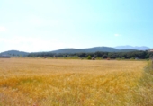 Non-developable land for sale on España, Sa Pobla, ref: TR308628 photo