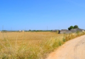 Non-developable land for sale on España, Sa Pobla, ref: TR308628 photo