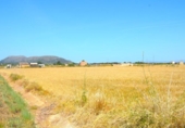 Non-developable land for sale on España, Sa Pobla, ref: TR308628 photo