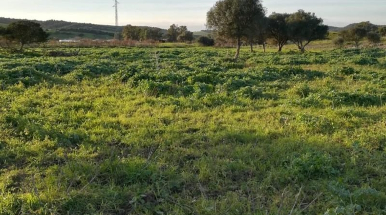 Cádiz - Vejer de la Frontera - 10885m2