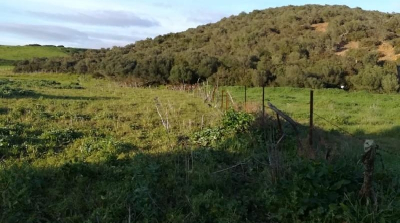 Cádiz - Vejer de la Frontera - 10885m2
