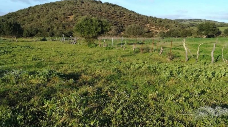 Cádiz - Vejer de la Frontera - 10885m2
