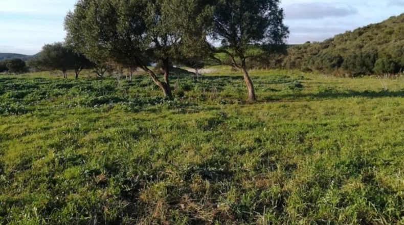 Cádiz - Vejer de la Frontera - 10885m2