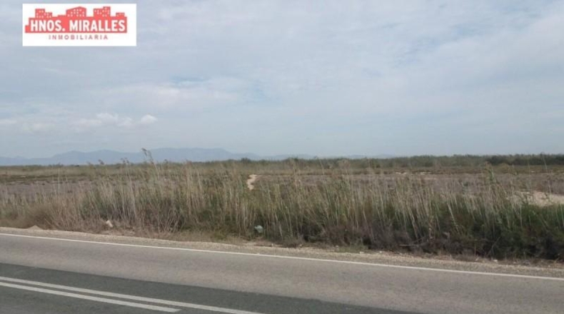 Alicante - Dolores - 40000m2