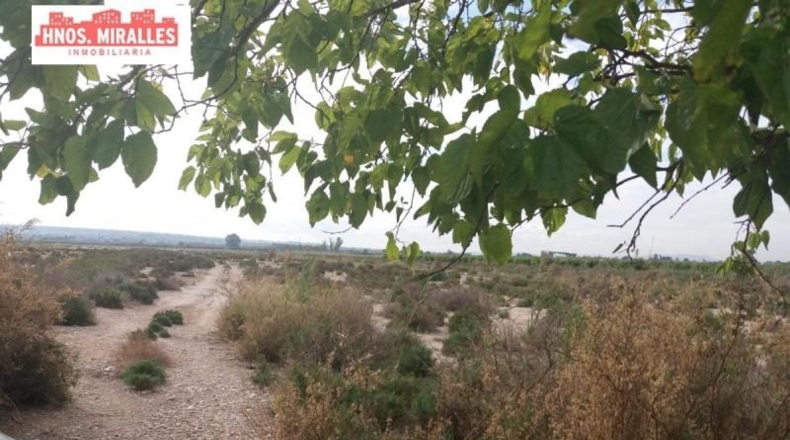 Alicante - Dolores - 40000m2