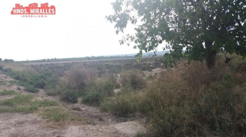 Alicante - Dolores - 40000m2
