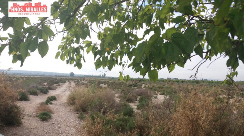 Alicante - Elche - 40000m2