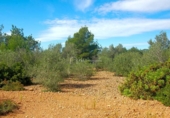 Non-developable land for sale on España, l'Ampolla, ref: TR116376 photo