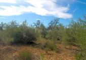 Non-developable land for sale on España, l'Ampolla, ref: TR116376 photo