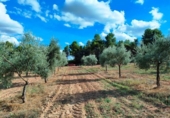 Xalet independent amb terreny en venda a la España, Queretes, ref.: TR301680 foto