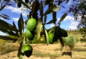 Xalet independent amb terreny en venda a la España, Queretes, ref.: TR301680 foto