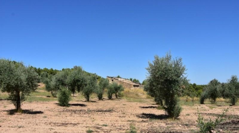 Теруэль - Cretas - 166300m2