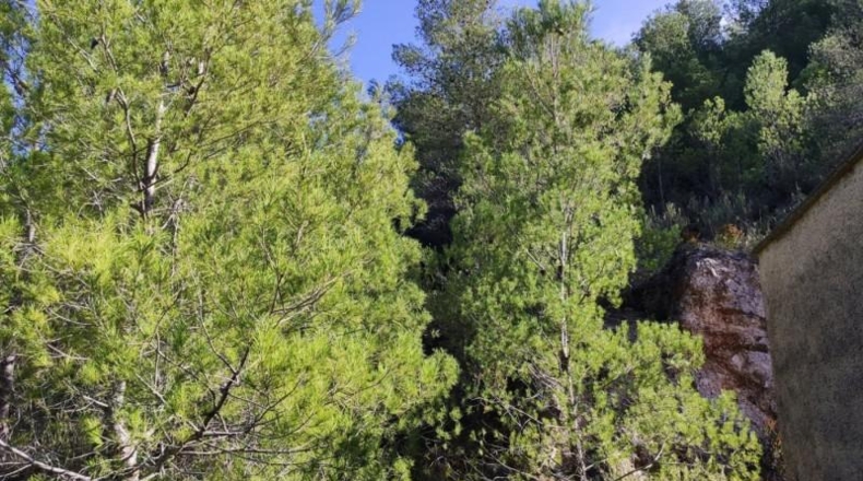 Alicante - Adsubia - 40000m2