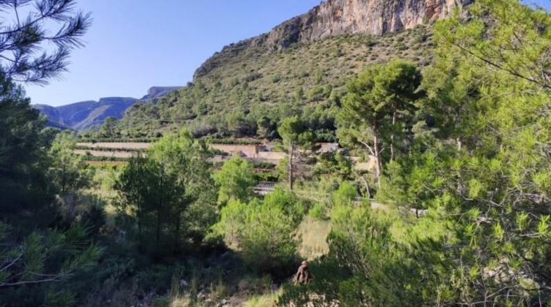 Alicante - Adsubia - 40000m2