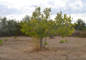 Detached villa with land for sale on España, Campanet, ref: TR304196 photo