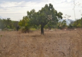 Detached villa with land for sale on España, Campanet, ref: TR304196 photo