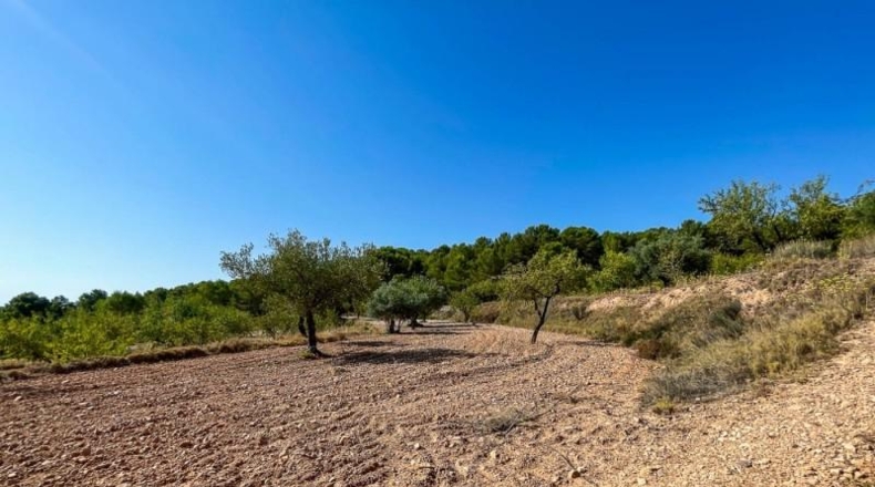 Alicante - Castalla - 52809m2