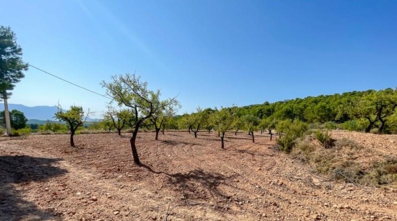 Alicante - Castalla - 52809m2