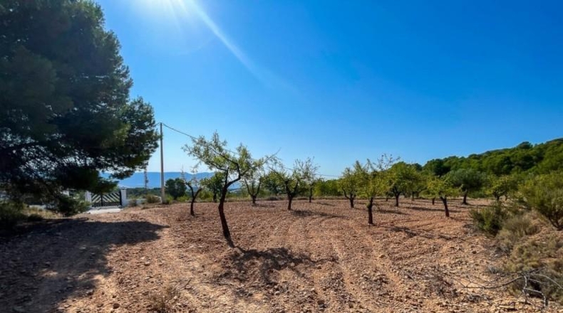 Alicante - Castalla - 52809m2