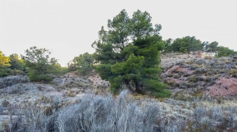 Alicante - Castalla - 52809m2
