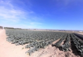 Non-developable land for sale on España, Lorca, ref: TR125178 photo