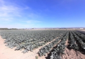 Non-developable land for sale on España, Lorca, ref: TR125178 photo