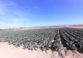 Non-developable land for sale on España, Lorca, ref: TR125178 photo