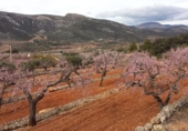Casa de camp amb terreny en venda a la España, la Serra d'en Galceran, ref.: TR295112 foto