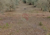 Terreny no urbanitzable en venda a la España, Coín, ref.: TR243839 foto