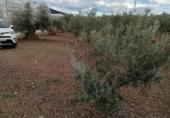Terreny no urbanitzable en venda a la España, Coín, ref.: TR243839 foto