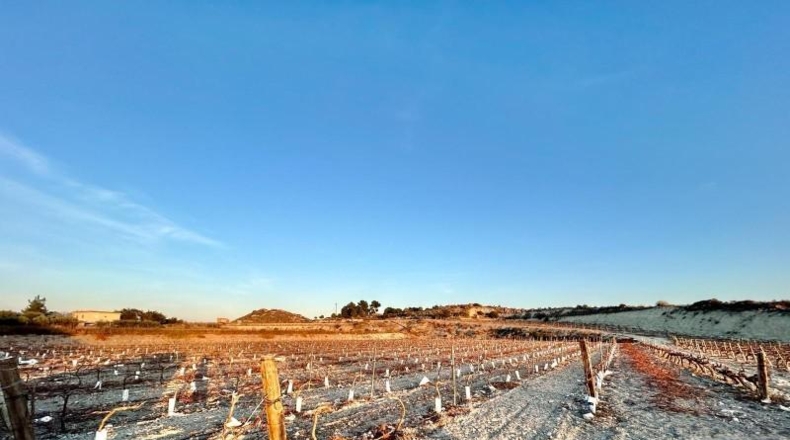 Alicante - Novelda - 75157m2