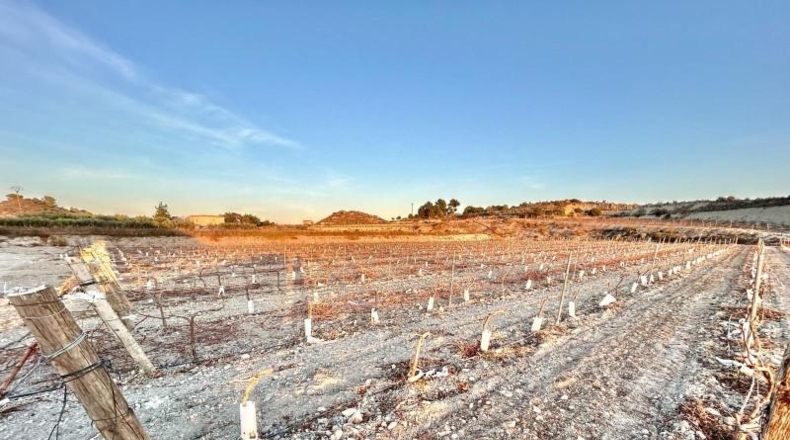 Alicante - Novelda - 75157m2