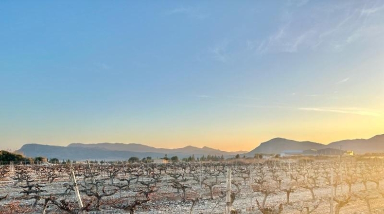 Alicante - Novelda - 75157m2
