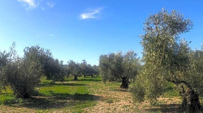 Malaga - Antequera - 23027m2