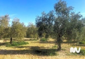Terreny no urbanitzable en venda a la España, Antequera, ref.: TR130393 foto