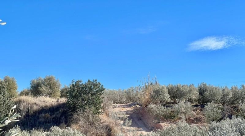 Alicante - Aspe - 7000m2