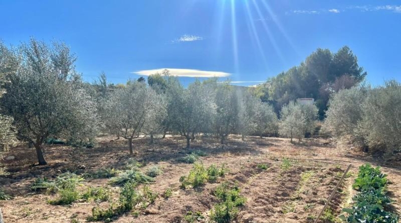 Alicante - Aspe - 7000m2