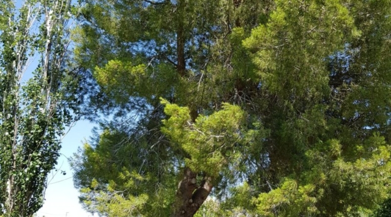 Múrcia - Murcia - 1800m2