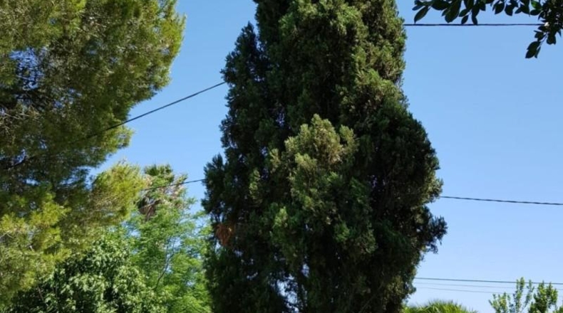 Múrcia - Murcia - 1800m2