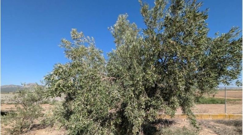 Albacete - Каудете - 7600m2