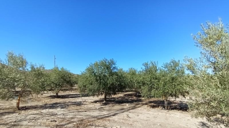 Murcia - Puerto Lumbreras - 19100m2