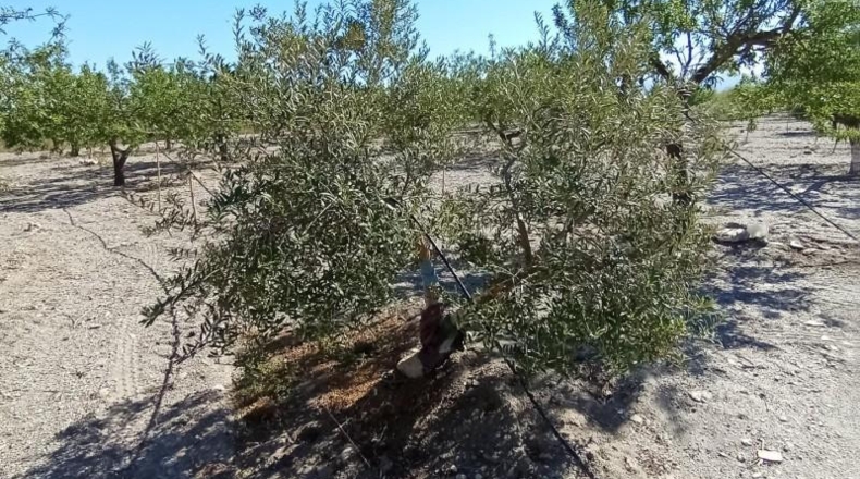 Murcia - Puerto Lumbreras - 19100m2