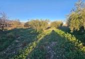 Casa de camp amb terreny en venda a la España, Fuente Álamo, ref.: TR362722 foto