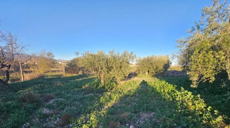 Murcia - Fuente Álamo de Murcia - 1099m2