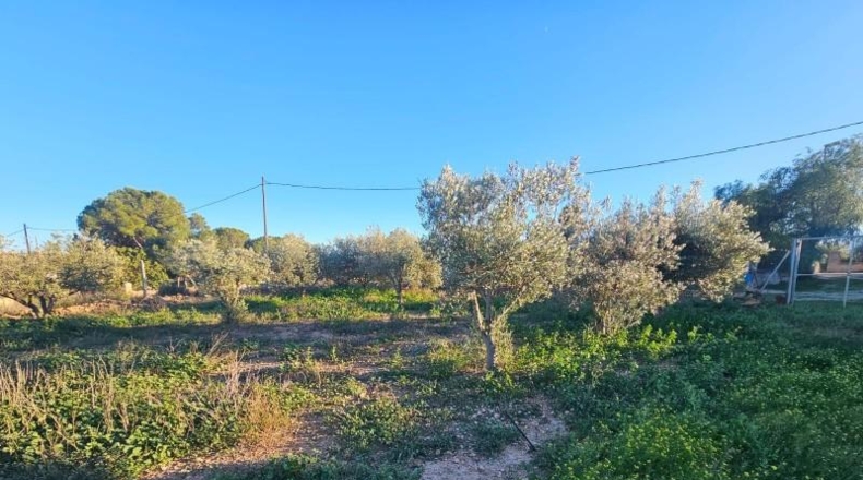 Murcia - Fuente Álamo de Murcia - 1099m2