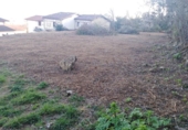 Sòl urbà en venda a la España, Caniego, ref.: TR167378 foto