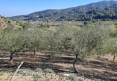 Non-developable land for sale on España, Riudecols, ref: TR128903 photo